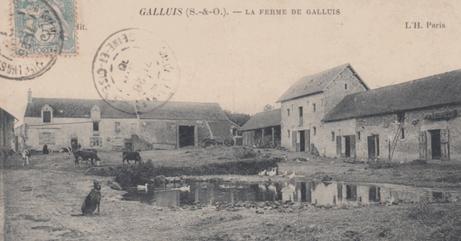 Galluis