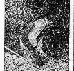 Châteaulin Nedelec Jean 75 ans Le Petit Breton 11 octobre 1936