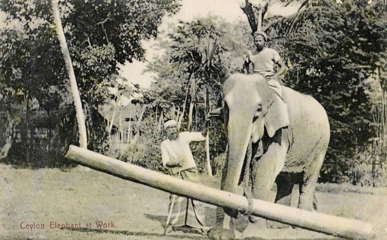 Ceylan Sri Lanka