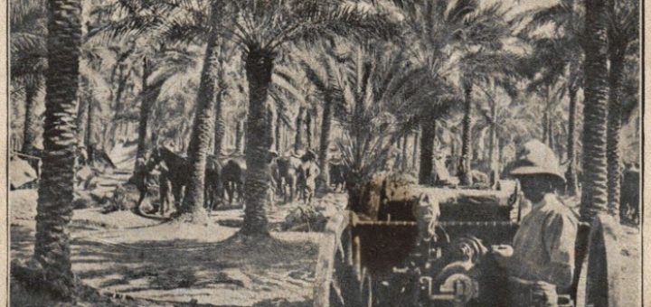 Iraq Palms