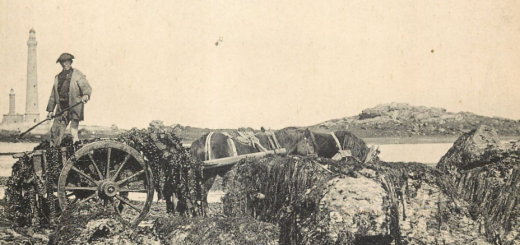 Plouguerneau récolte Goëmon