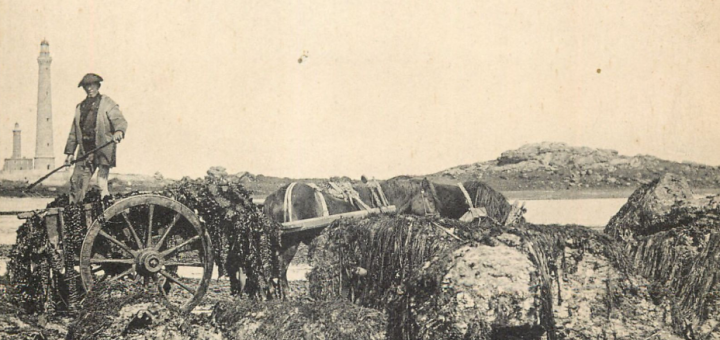 Plouguerneau récolte Goëmon