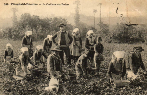 Plougastel-Daoulas La cueillette des fraises