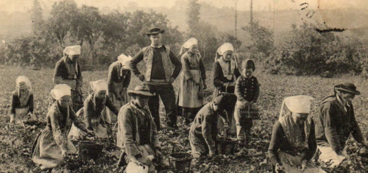 Plougastel-Daoulas La cueillette des fraises