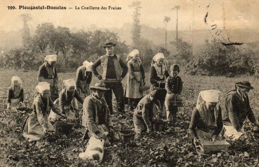Plougastel-Daoulas La cueillette des fraises